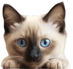 pricing cat